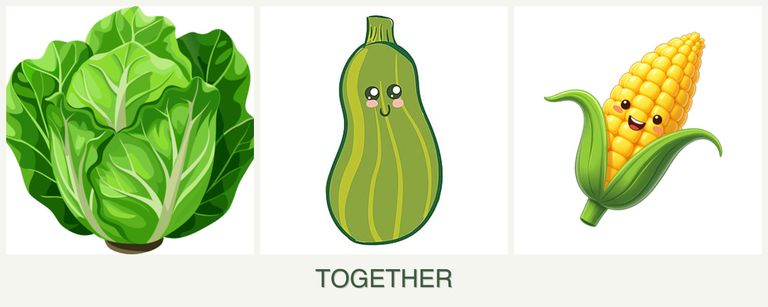 Can you plant lettuce, zucchini and corn together?
