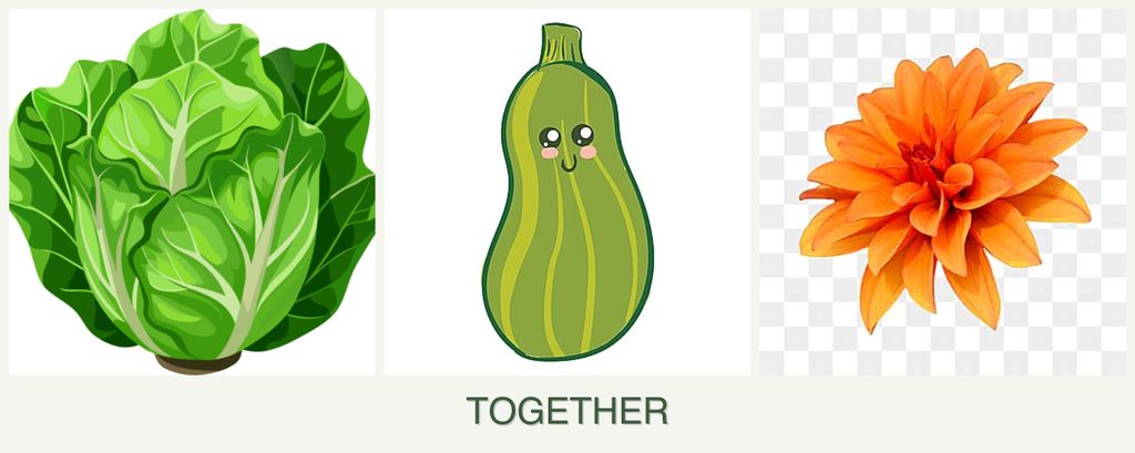Can you plant lettuce, zucchini and dahlias together?