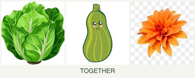 Can you plant lettuce, zucchini and dahlias together?