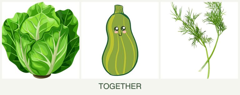 Can you plant lettuce, zucchini and dill together?
