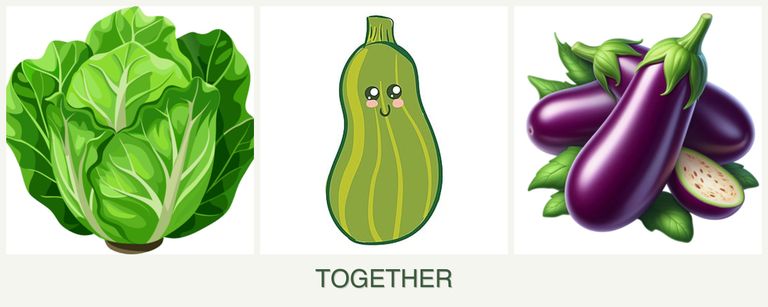 Can you plant lettuce, zucchini and eggplant together?