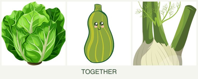 Can you plant lettuce, zucchini and fennel together?