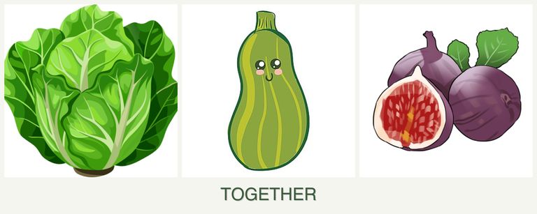Can you plant lettuce, zucchini and figs together?