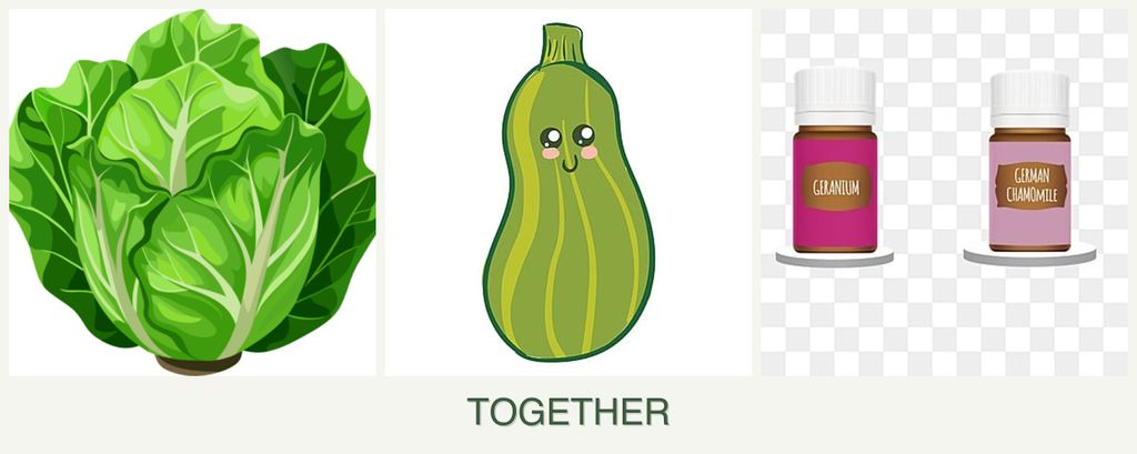 Can you plant lettuce, zucchini and geraniums together?