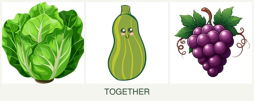 Can you plant lettuce, zucchini and grapes together?