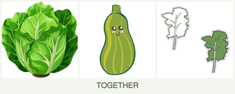 Can you plant lettuce, zucchini and kale together?