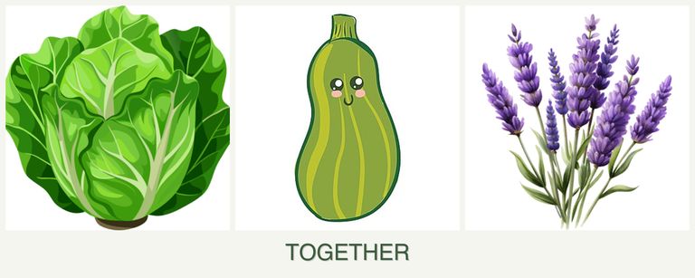 Can you plant lettuce, zucchini and lavender together?