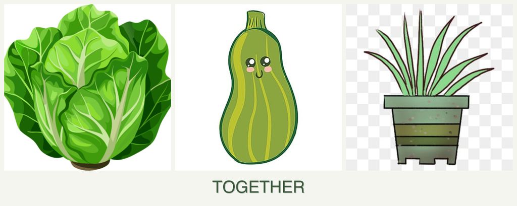 Can you plant lettuce, zucchini and lemongrass together?