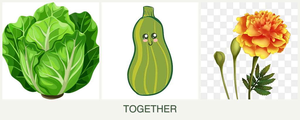 Can you plant lettuce, zucchini and marigolds together?