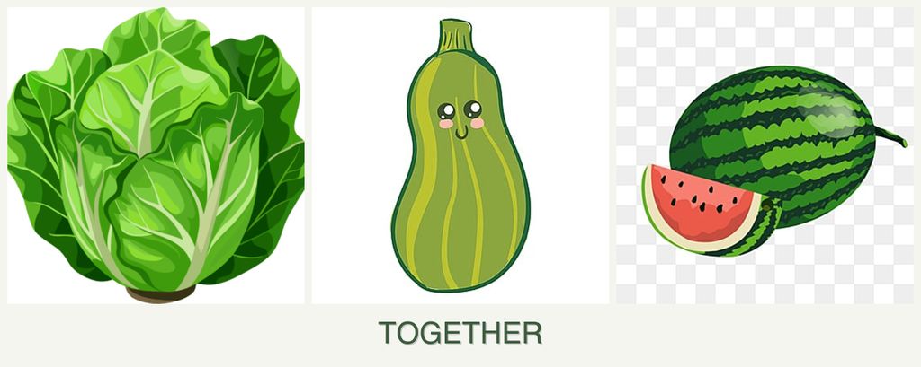 Can you plant lettuce, zucchini and melons together?