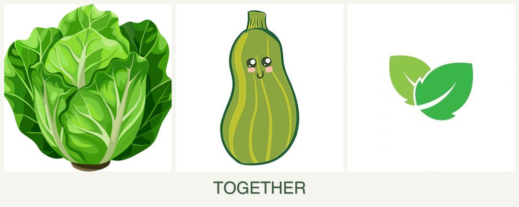 Can you plant lettuce, zucchini and mint together?