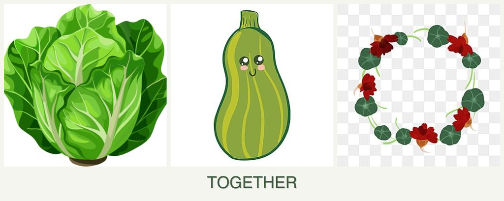 Can you plant lettuce, zucchini and nasturtiums together?