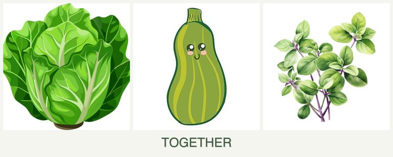 Can you plant lettuce, zucchini and oregano together?