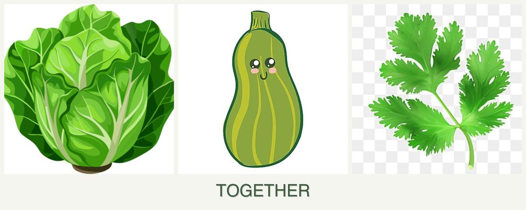 Can you plant lettuce, zucchini and parsley together?