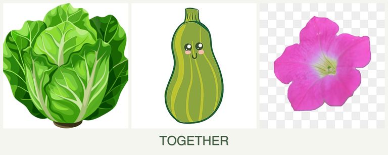 Can you plant lettuce, zucchini and petunias together?
