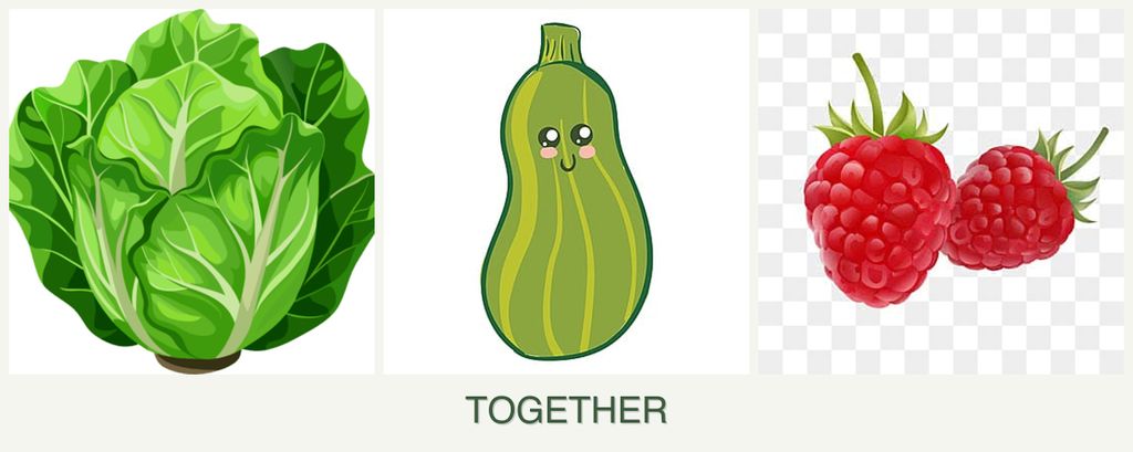 Can you plant lettuce, zucchini and raspberries together?