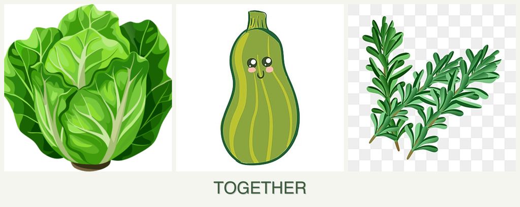 Can you plant lettuce, zucchini and rosemary together?