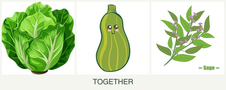 Can you plant lettuce, zucchini and sage together?