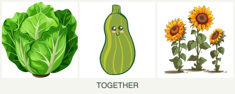 Can you plant lettuce, zucchini and sunflowers together?