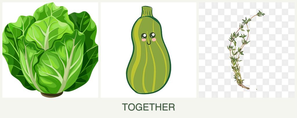 Can you plant lettuce, zucchini and thyme together?