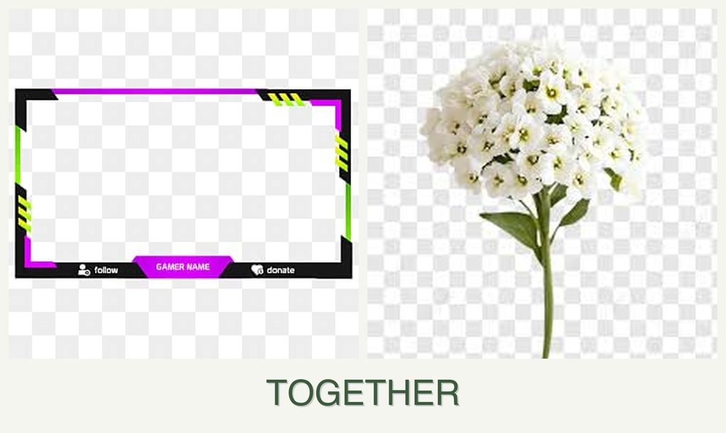 Can you plant limes and alyssum together?