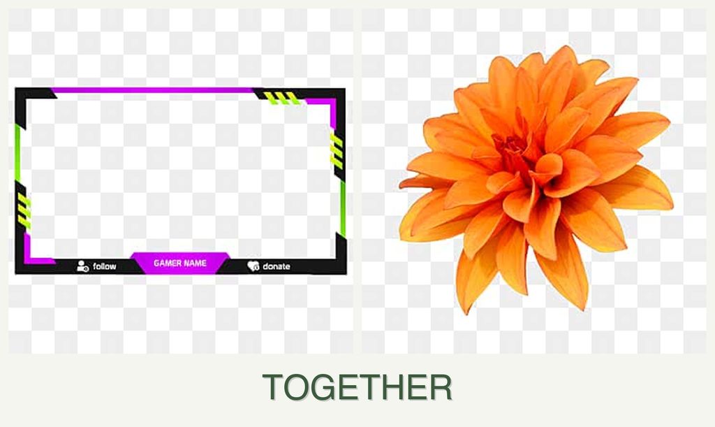 Can you plant limes and dahlias together?