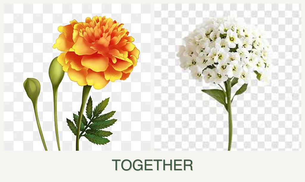 Can you plant marigolds and alyssum together?