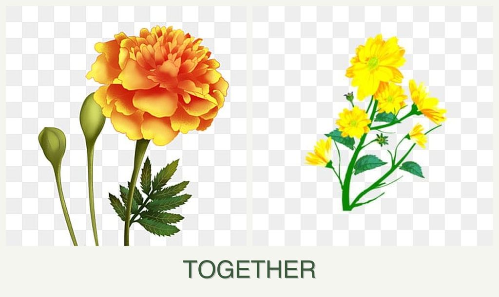 Can you plant marigolds and calendula together?