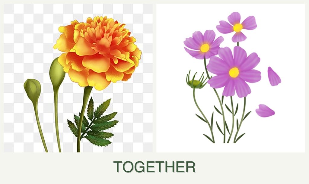Can you plant marigolds and cosmos together?
