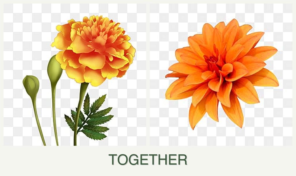 Can you plant marigolds and dahlias together?
