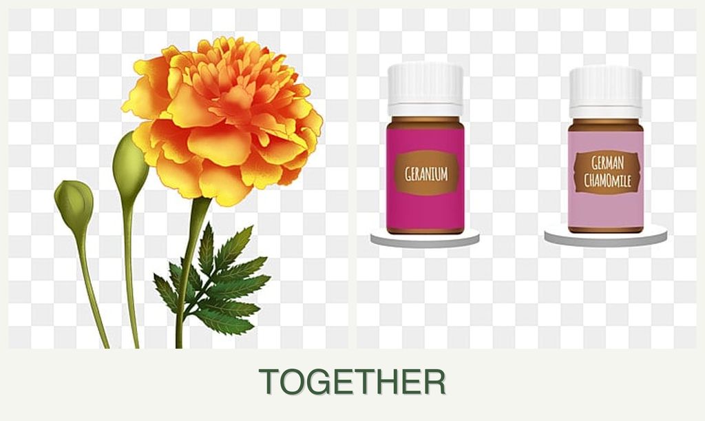 Can you plant marigolds and geraniums together?