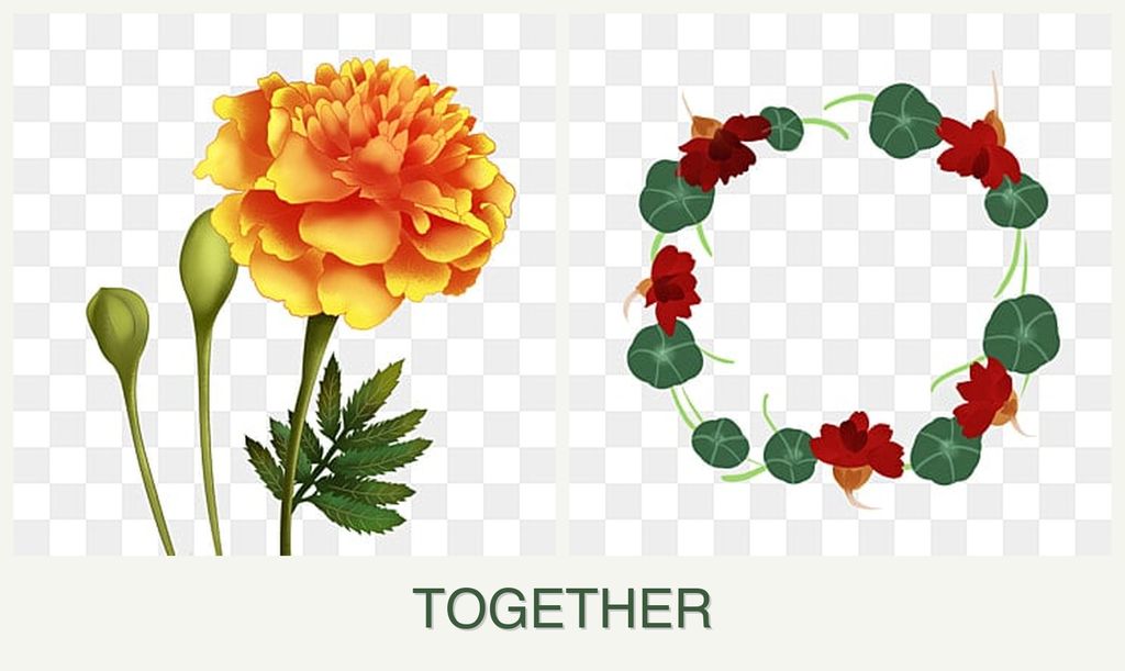 Can you plant marigolds and nasturtiums together?
