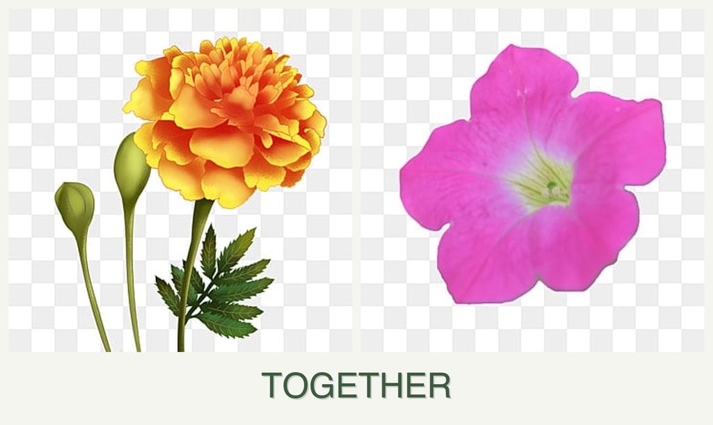 Can you plant marigolds and petunias together?