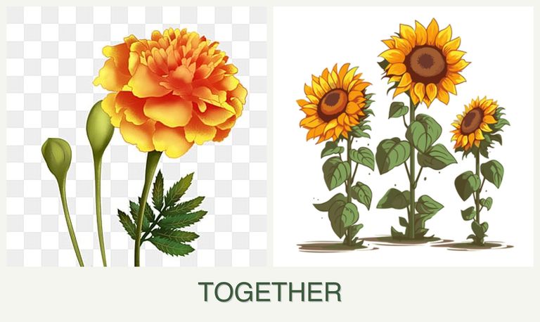 Can you plant marigolds and sunflowers together?