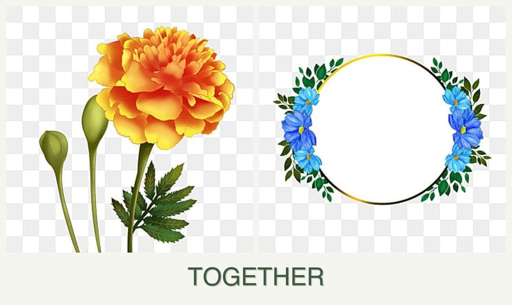 Can you plant marigolds and zinnias together?
