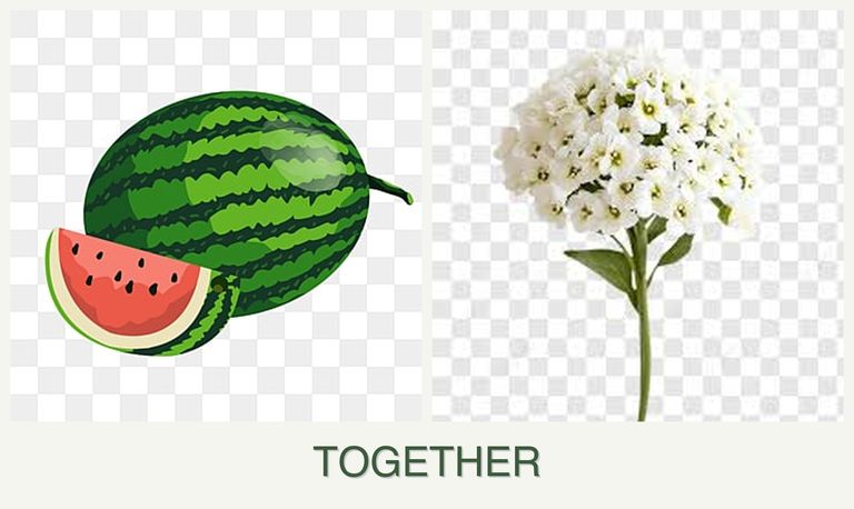 Can you plant melons and alyssum together?