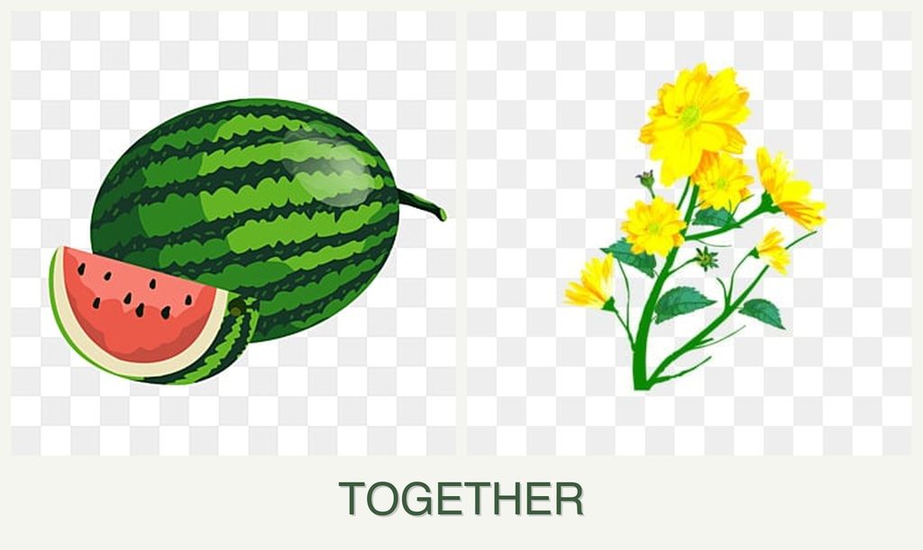 Can you plant melons and calendula together?