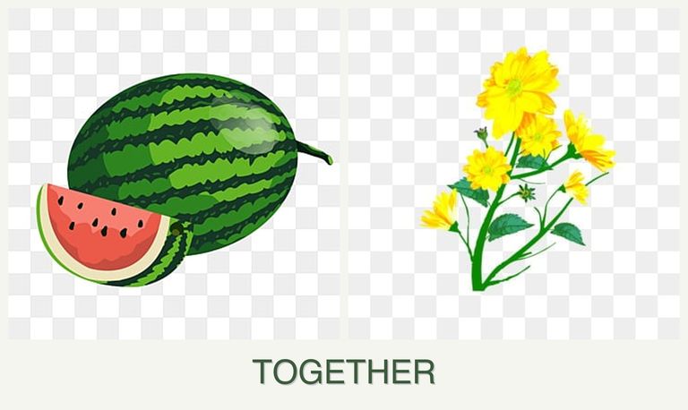 Can you plant melons and calendula together?