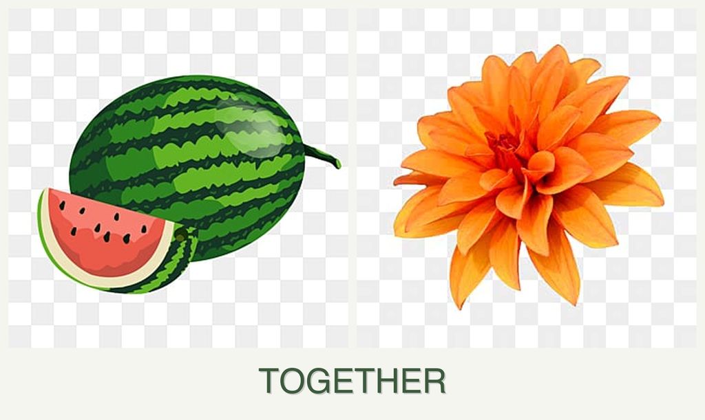 Can you plant melons and dahlias together?