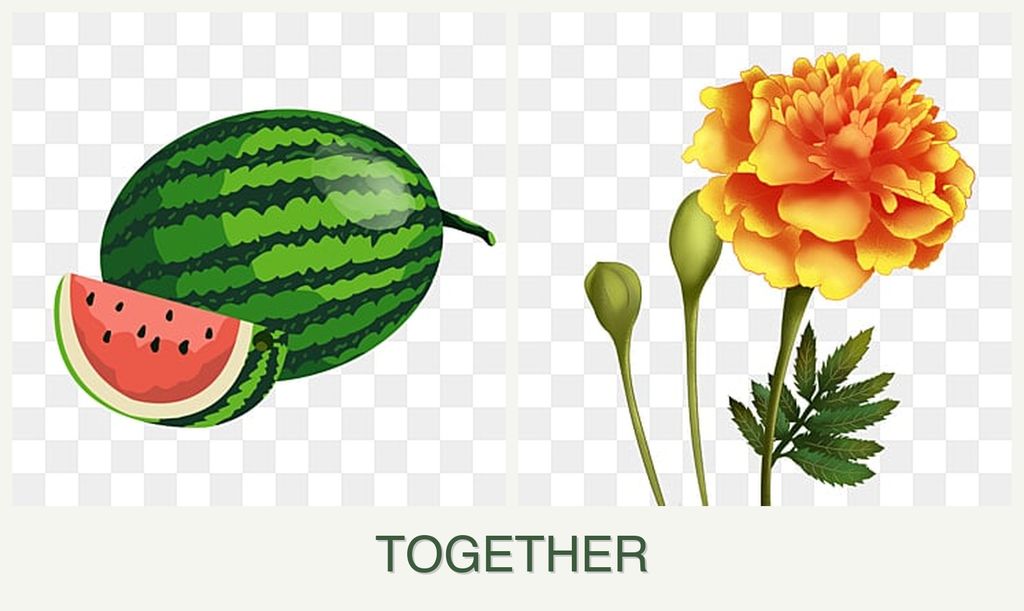 Can you plant melons and marigolds together?