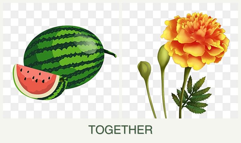 Can you plant melons and marigolds together?