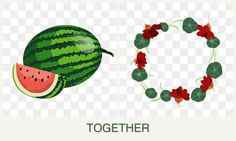 Can you plant melons and nasturtiums together?