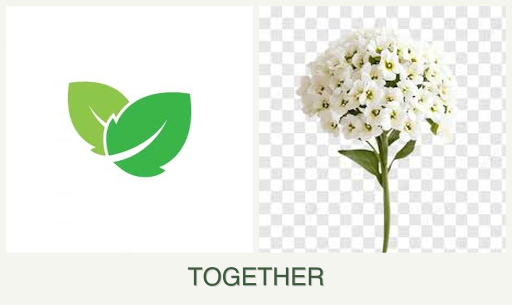 Can you plant mint and alyssum together?