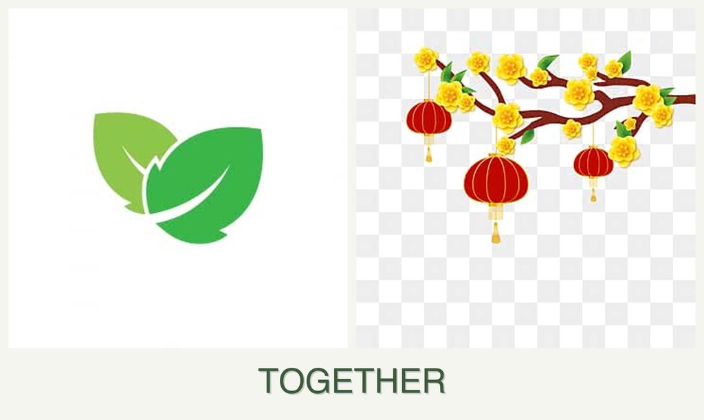 Can you plant mint and apricots together?