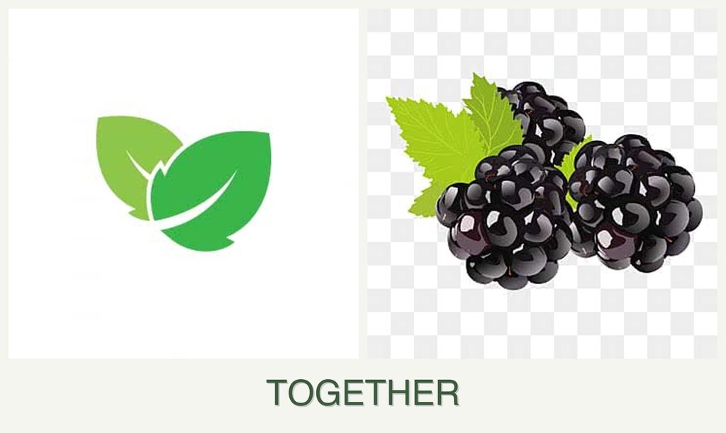 Can you plant mint and blackberries together?