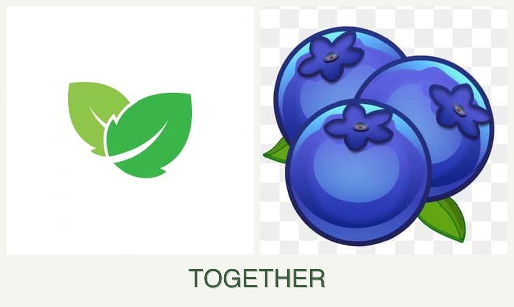 Can you plant mint and blueberries together?