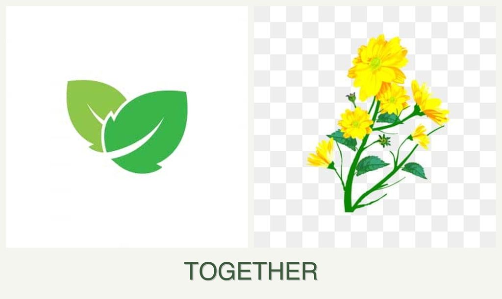 Can you plant mint and calendula together?