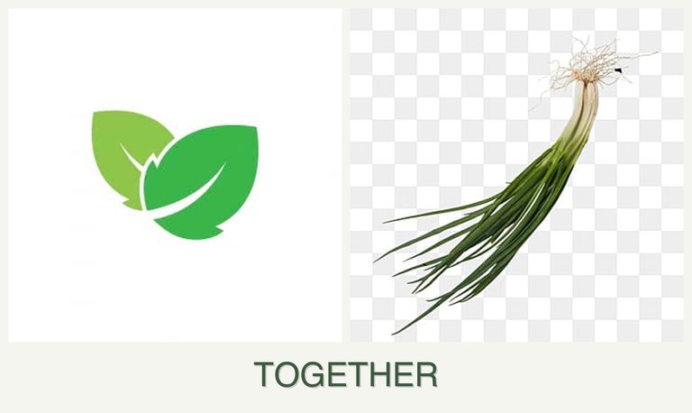 Can you plant mint and chives together?