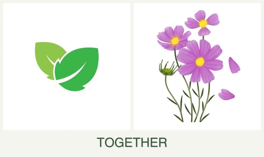 Can you plant mint and cosmos together?