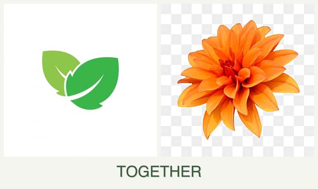 Can you plant mint and dahlias together?